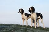 CHIEN COURANT BERNOIS 001